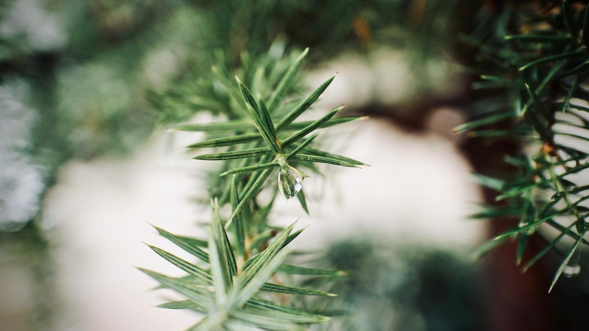 amenajarea-unei-ghetarii-si-conservarea-puietilor-de-brad_62073600