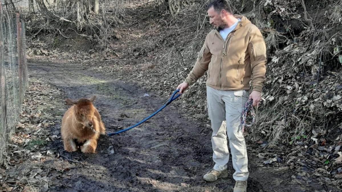 godina-daniel-cristea-enache_75269500