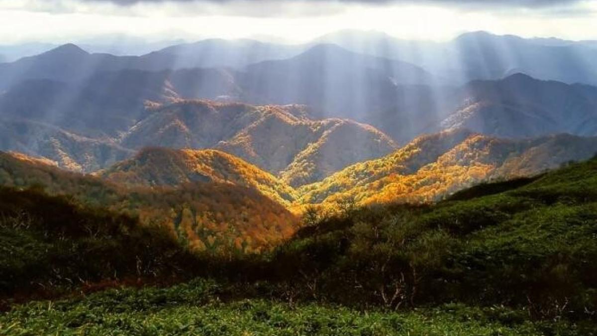 campanie-reimpadurire-vrancea_39102900