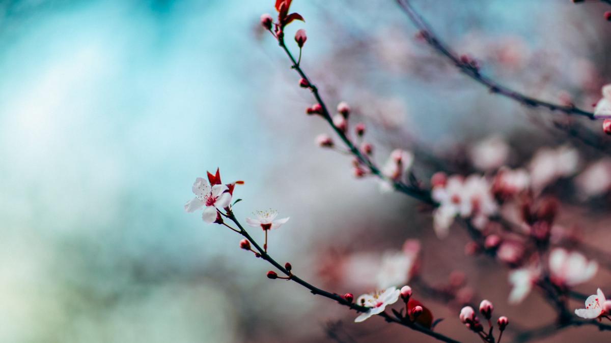 elena_mateescu_anm_vreme_primavara_unsplash_73476200