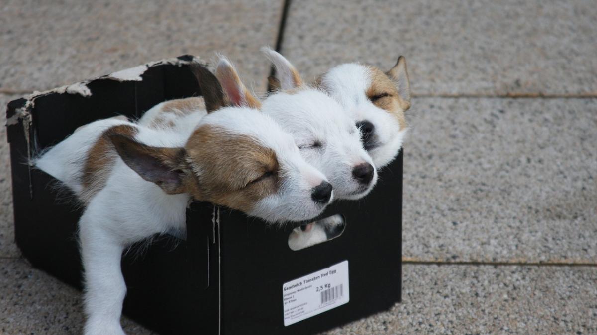 dosar_penal_femeie_abandonat_caine_sac_22560000