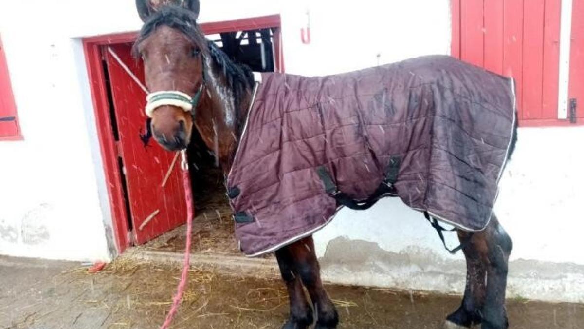 un-baprc-ccprc-86rbat-din-ilfov-sprc-ccprc-a6i-a-incendiat-caprc-ccprc-86rutprc-ccprc-a6a-cu-tot-cu-calul-iprc-ccprc-82nhaprc-ccprc-86mat_66076700