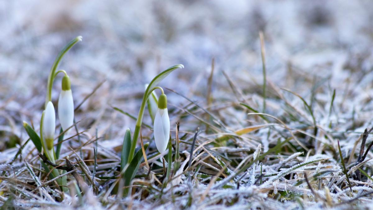 anm--cod-galben-de-ninsori-si-viscol-in-16-judete-vreme-deosebit-de-rece-joi-si-vineri_05188100