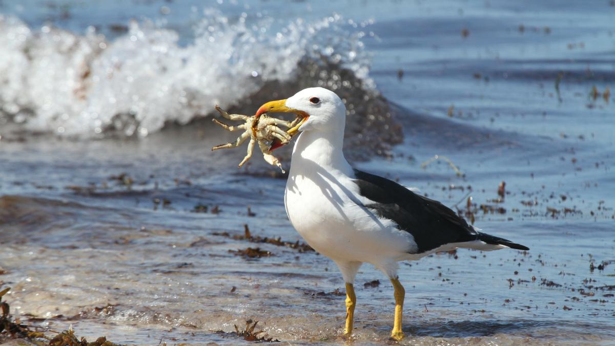 filmare-comica-cu-aterizarea-unui-albatros_04618200