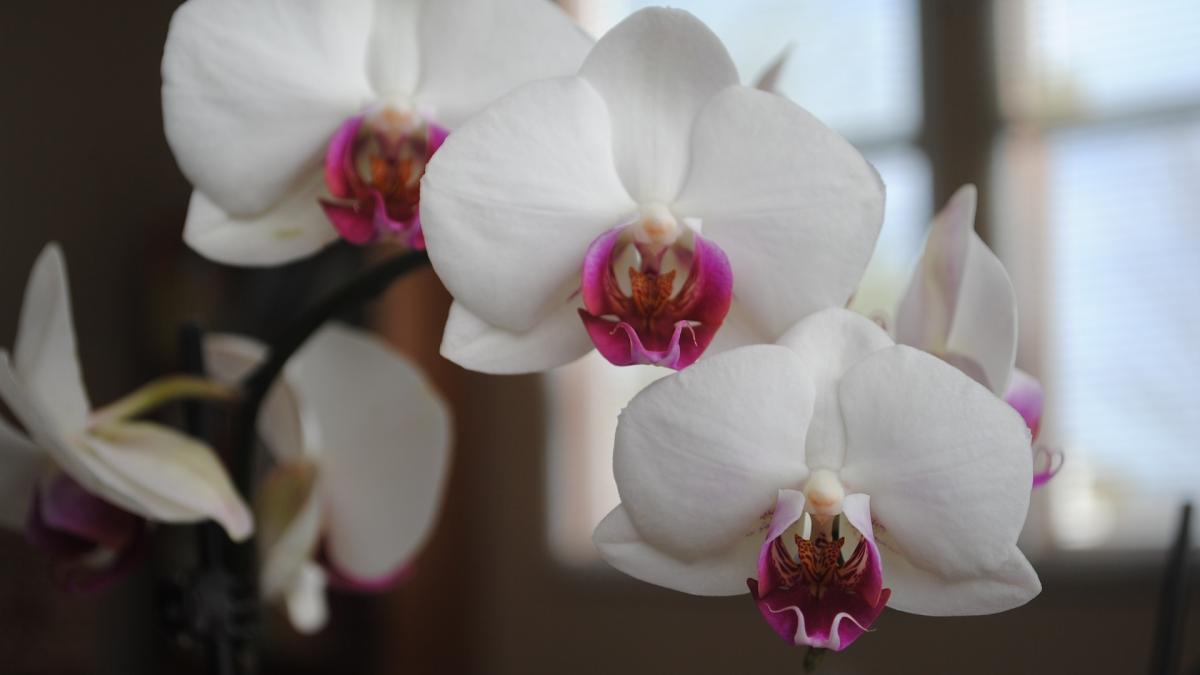 cum-se-uda-corect-orhideea--trucul-folosit-de-multi-care-au-aceasta-floare_31648100