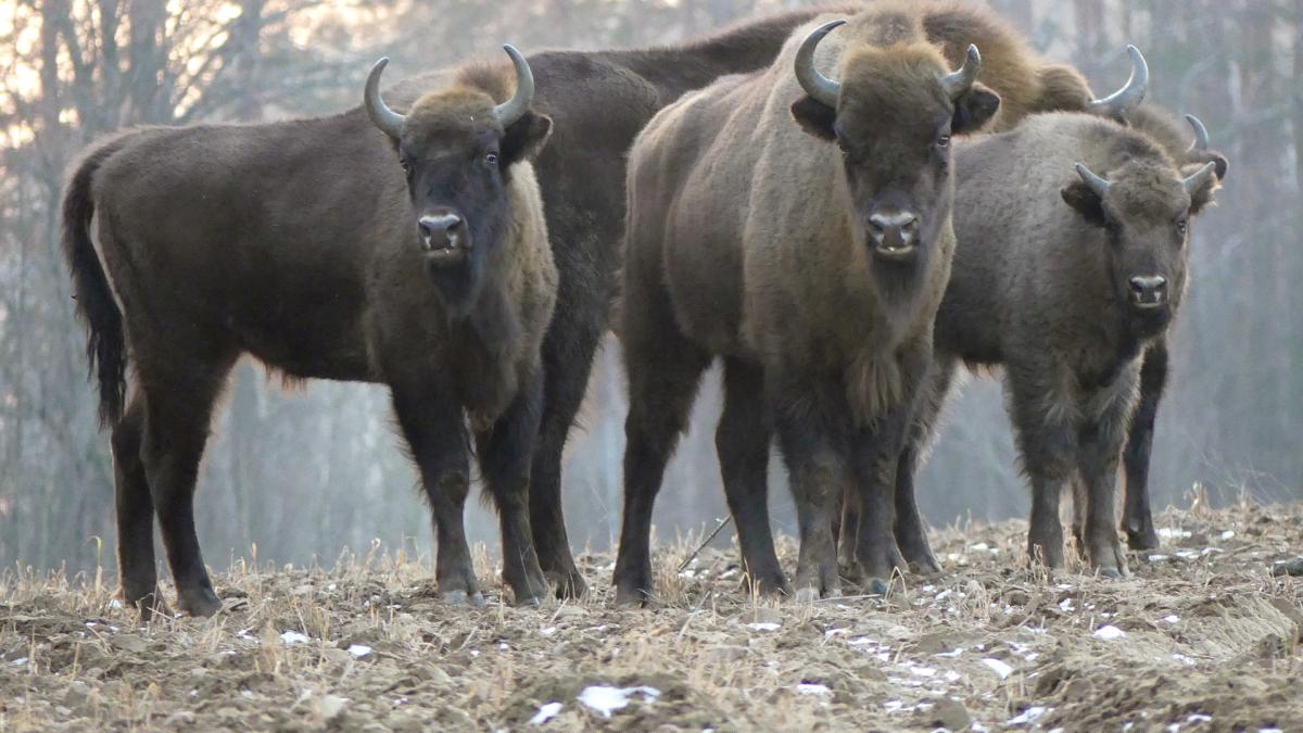 zimbri-jucausi-in-padurile-romaniei_67226600