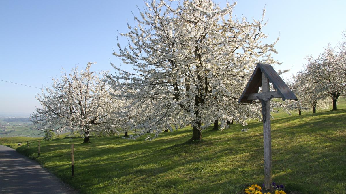 calendar-crestin-ortodox--sarbatoare-12-martie-2021_95716200