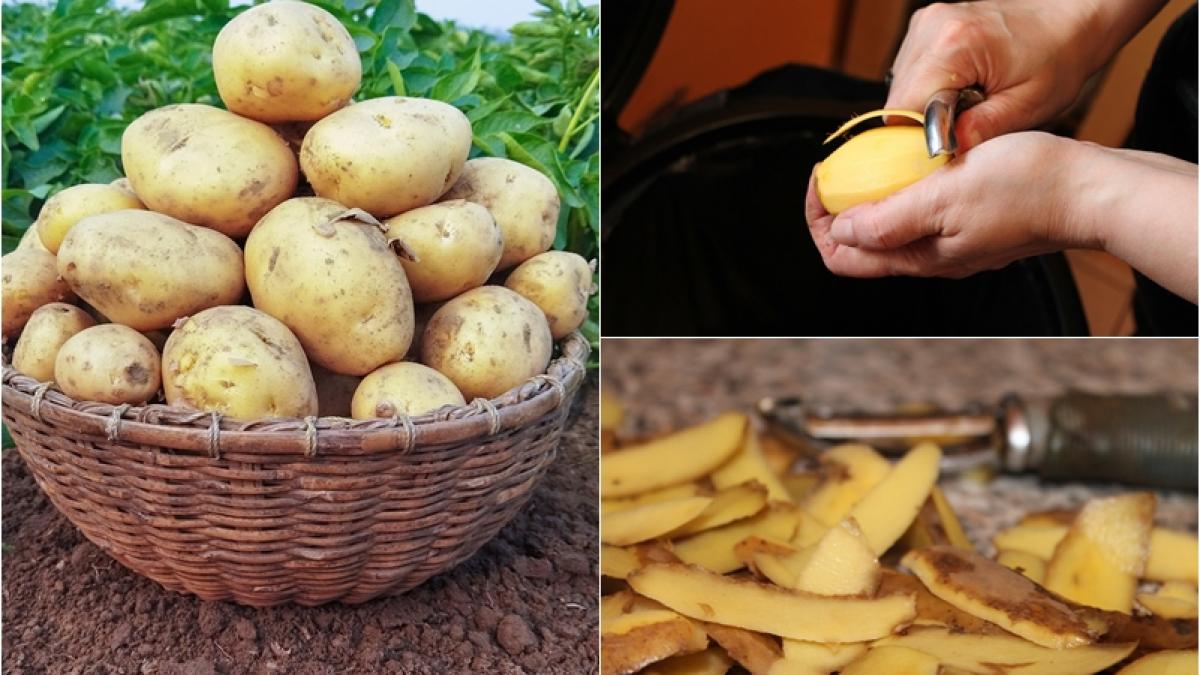 cum-cultivi-cartofi-folosind-cojile-acestora--metoda-inedita_90224200