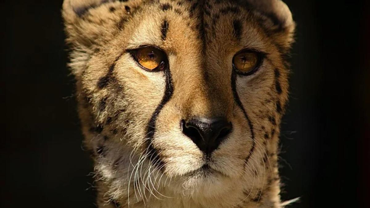 ghepard_gradina_atac_60850100