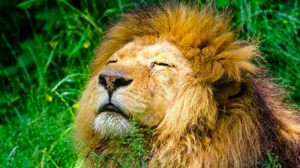 leu_international_ilustrativ_22128800