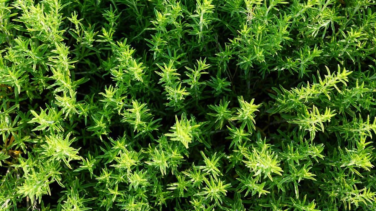 beneficiile-ceaiului-de-cimbru_86769400