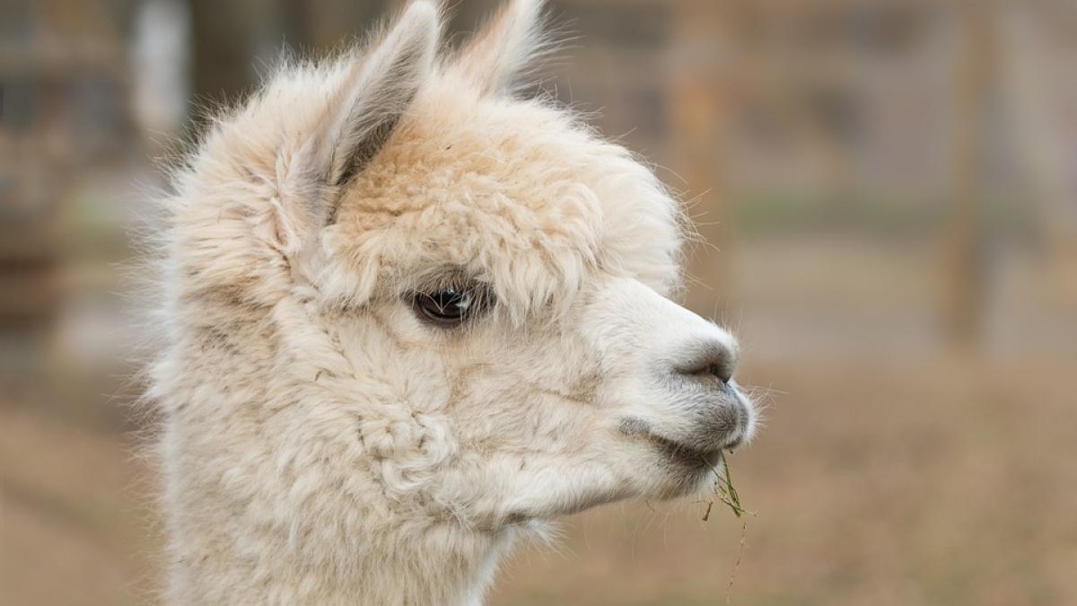 alpcaca-scabie-zoo-galati-usamv-cluj_94948800