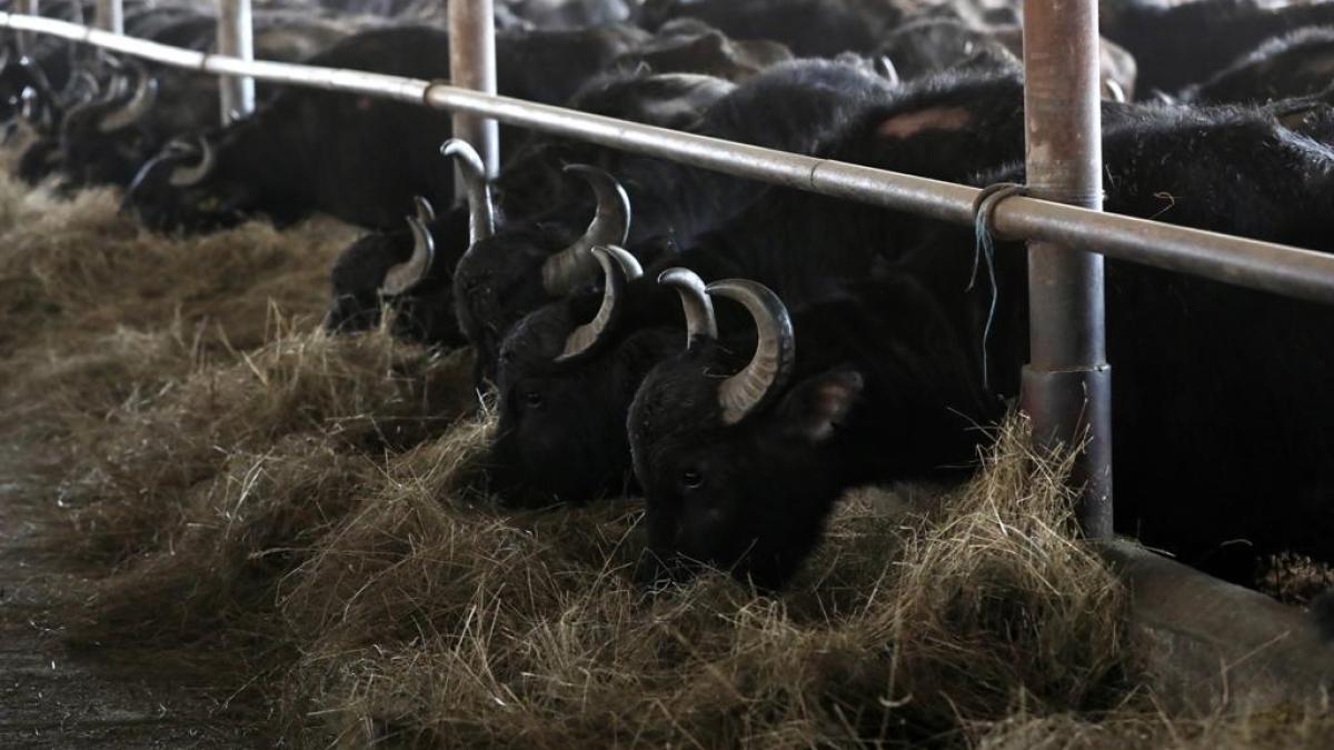 marcel-ciolacu-bivolite2_30835200