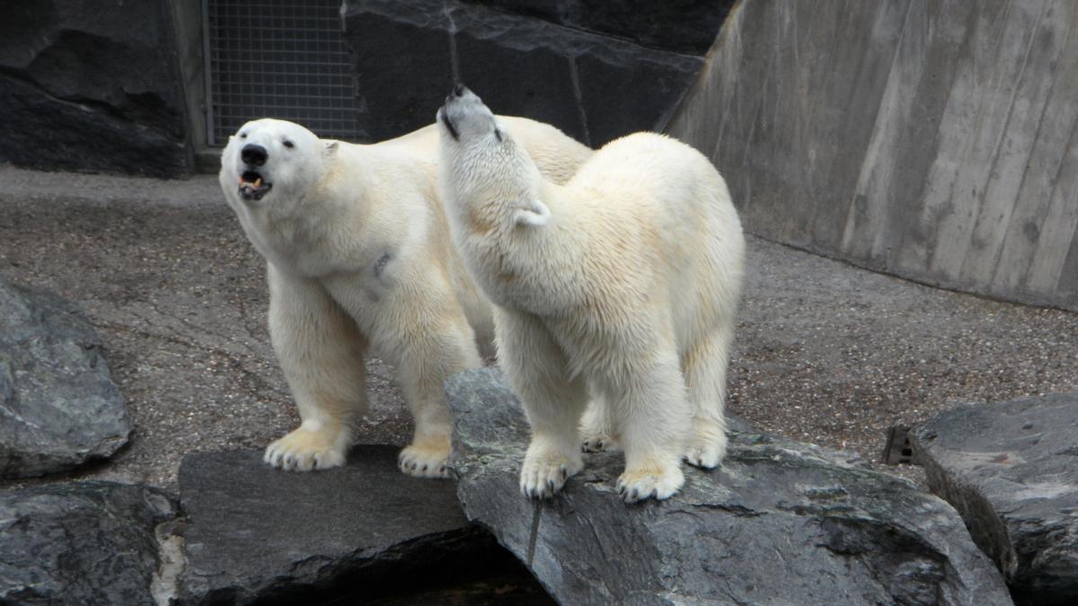 un-hotel-din-china-a-devenit-atractprc-ccprc-a6ie-turisticaprc-ccprc-86-dupaprc-ccprc-86-ce-a-expus-ursprc-ccprc-a6i-polari_48948000