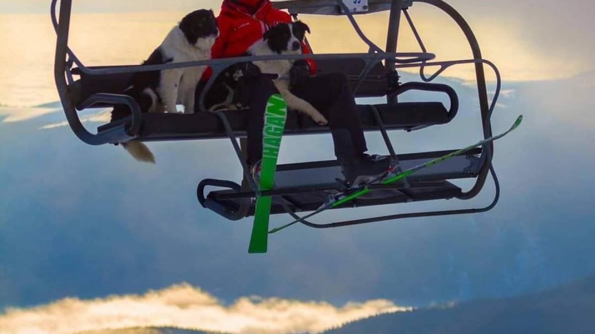 caini-salvamont-gorj_43639600