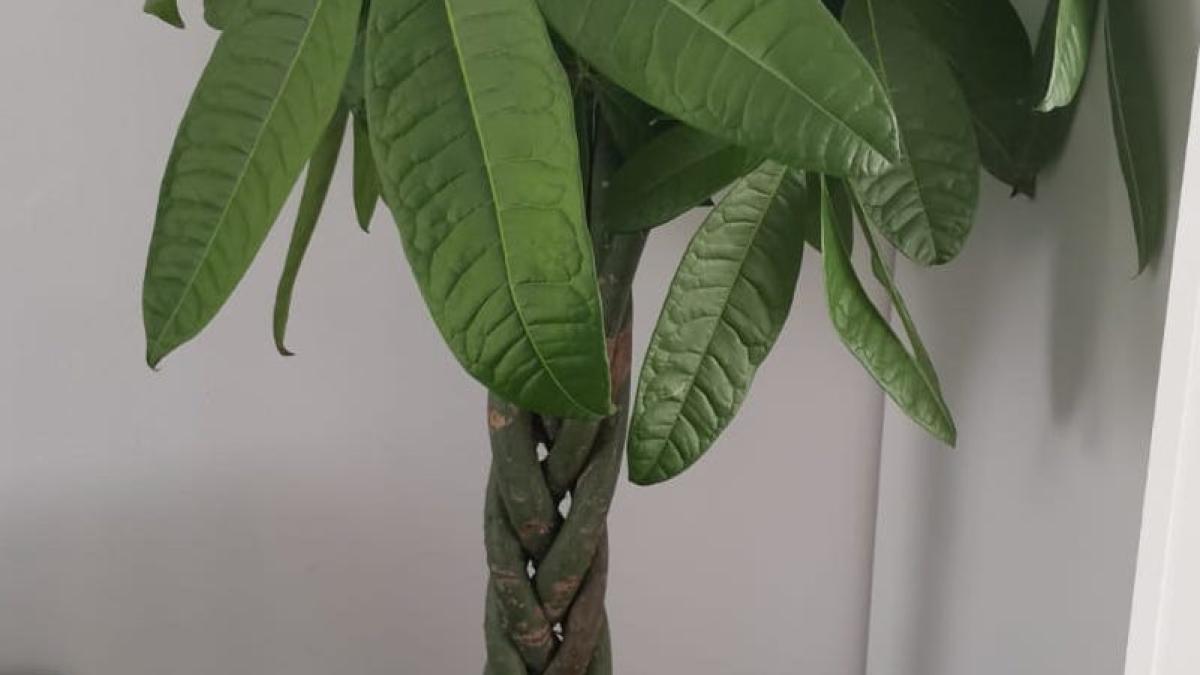 pachira-aquatica-complet-dcnews_44441200