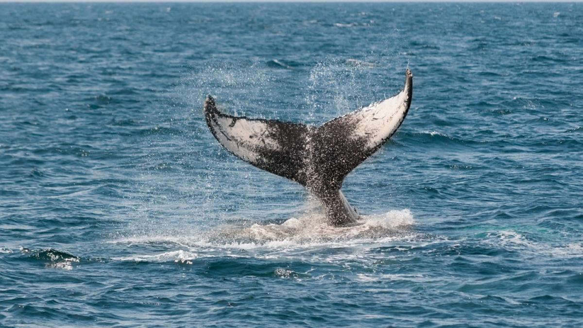 balene-cpastra-spaniei_19081400