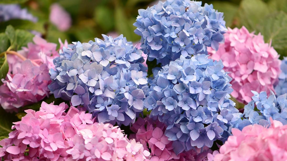 cum-schimbi-culoarea-hortensiei--doua-metode-simple-pentru-culorile-roz-si-albastru_58727600