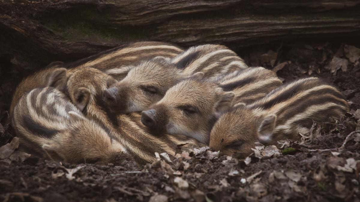 pui-de-mistret-godaci-zgribuliti-la-radaina-unui-copac_32946700