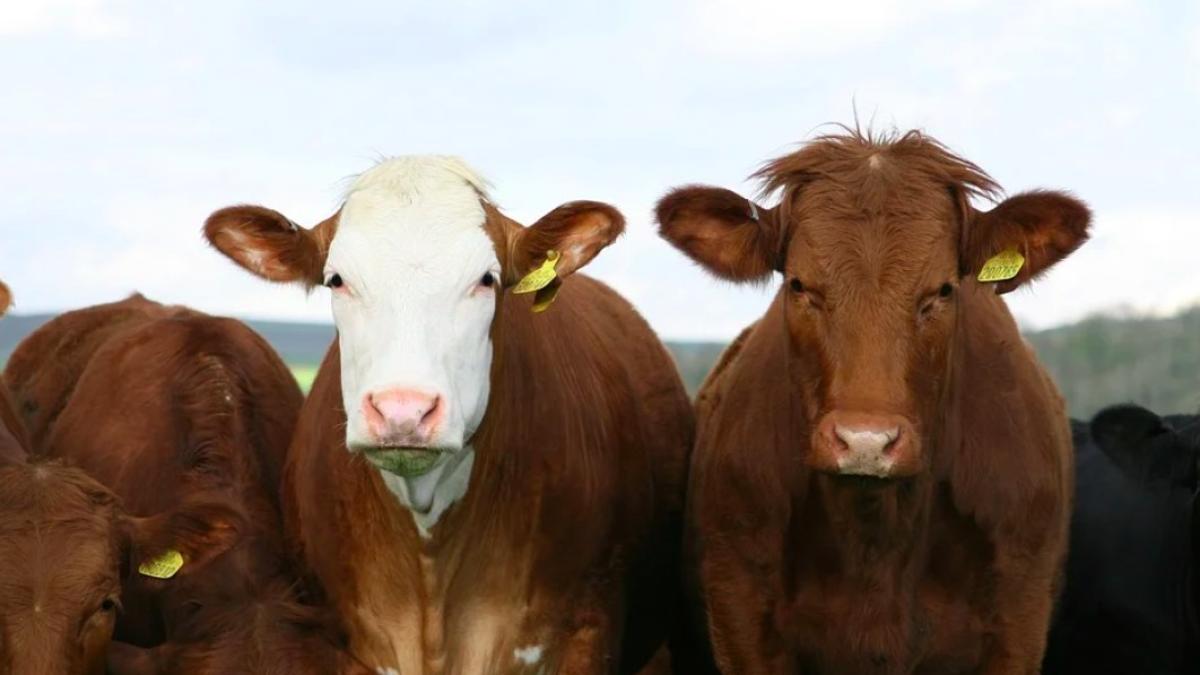 bovine_vaci_brazilia_china_ilustrativ_11241500