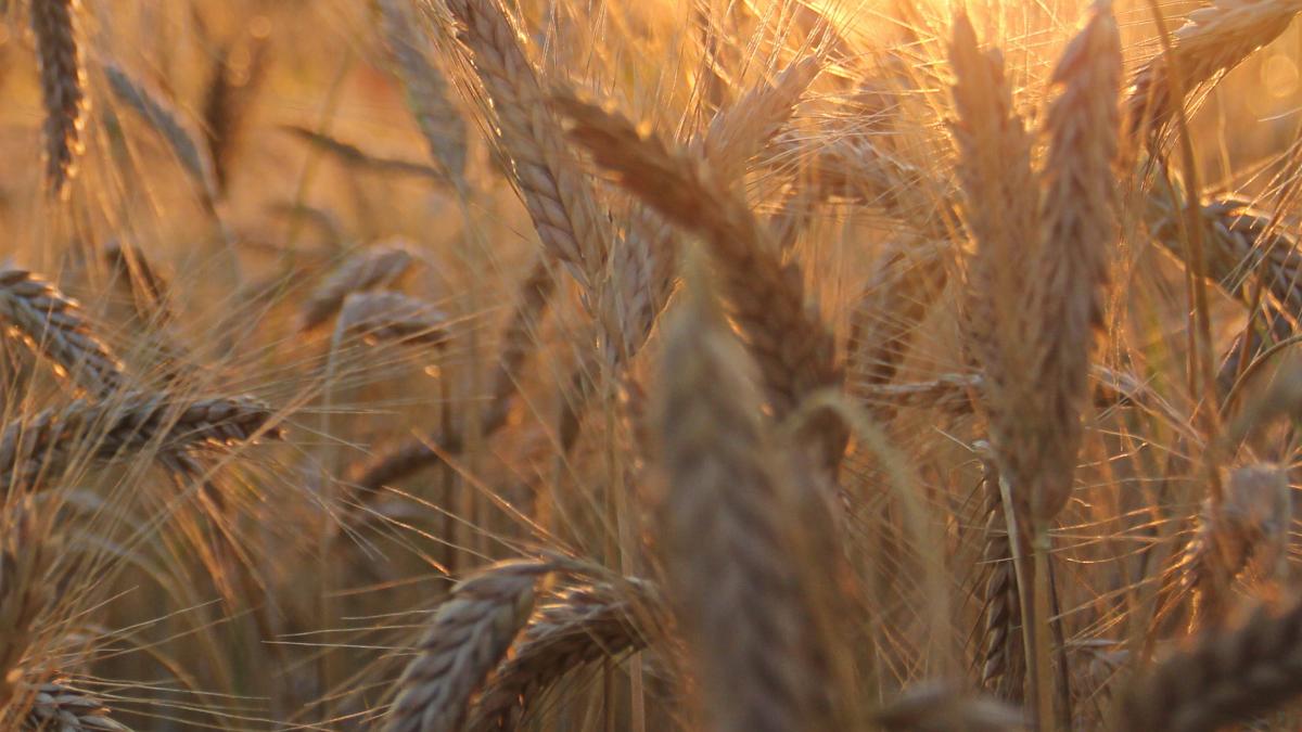 fermier_marea_britanie_amenda_panou_unsplash_25909500