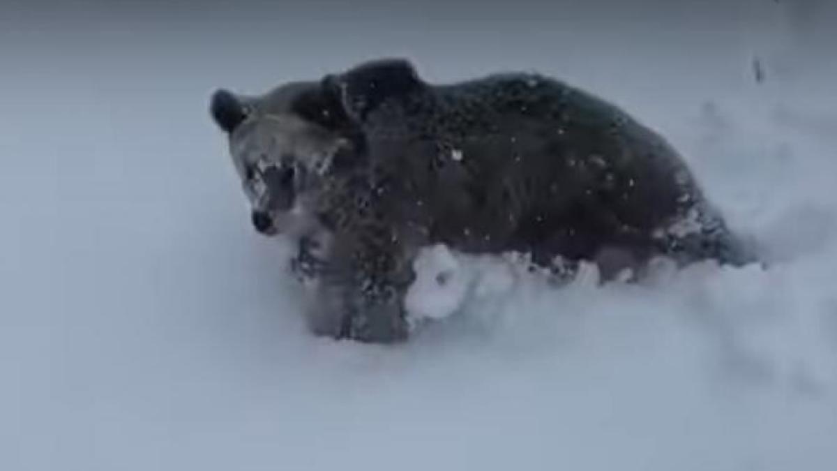 urs-predeal-captura_64653100