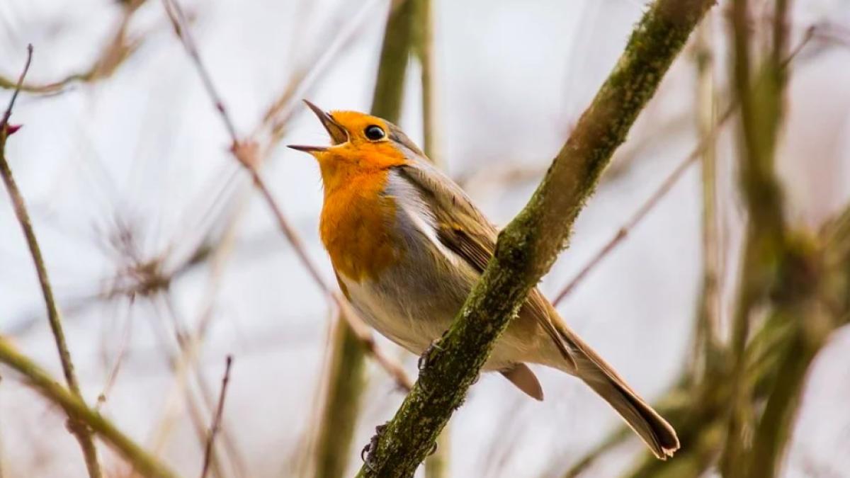 pasare_cantatoare_franta_ilustrativ_85745700