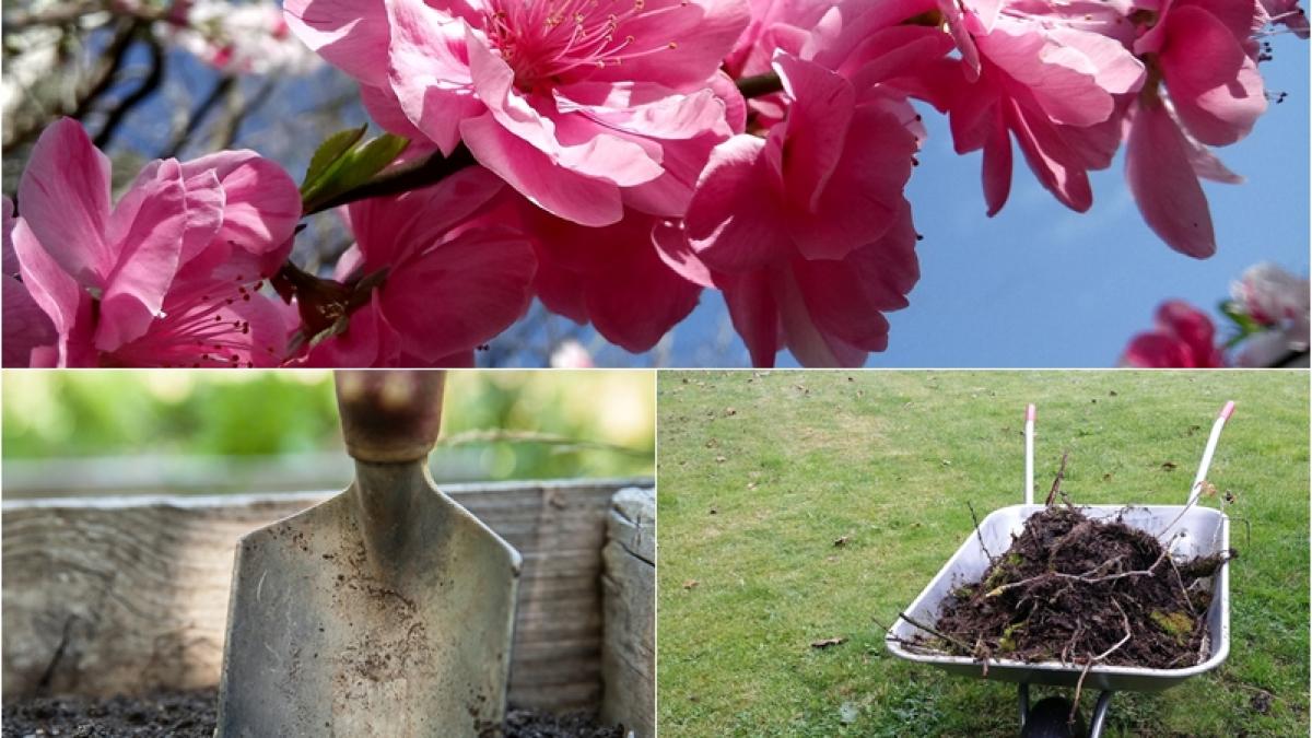 cum-se-planteaza-pomii--pregatirea-corecta-a-solului--prof--dr--florin-stanica--explicatii-pas-cu-pas_83389800