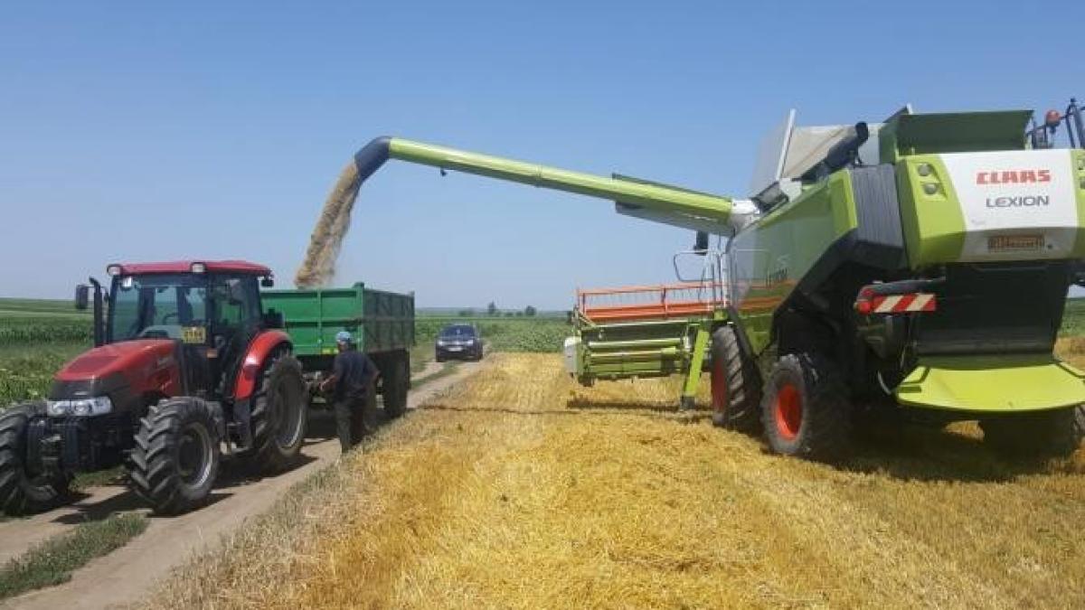 recolta-grau_00243800