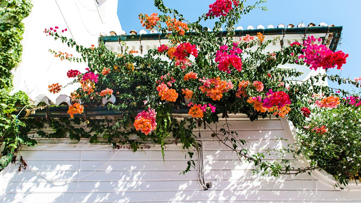 cum-se-ingrijesc-muscatele-curgatoare--ce-trebuie-sa-faci-daca-vrei-sa-stimulezi-inflorirea_00205900