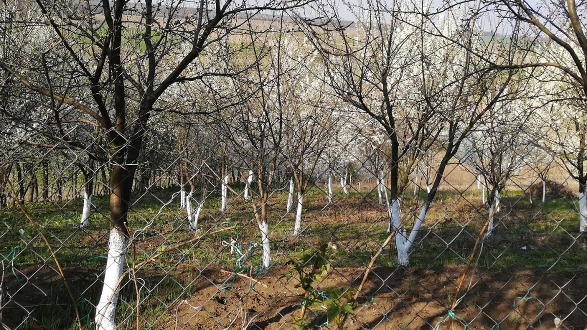 cum-varuiesti-corect-pomii-fructiferi_24020200