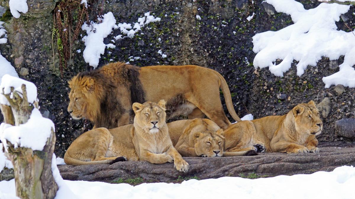 imagini-virale-cu-lei-care-se-joaca-in-zapada-la-o-gradina-zoologica-din-sua_86748300