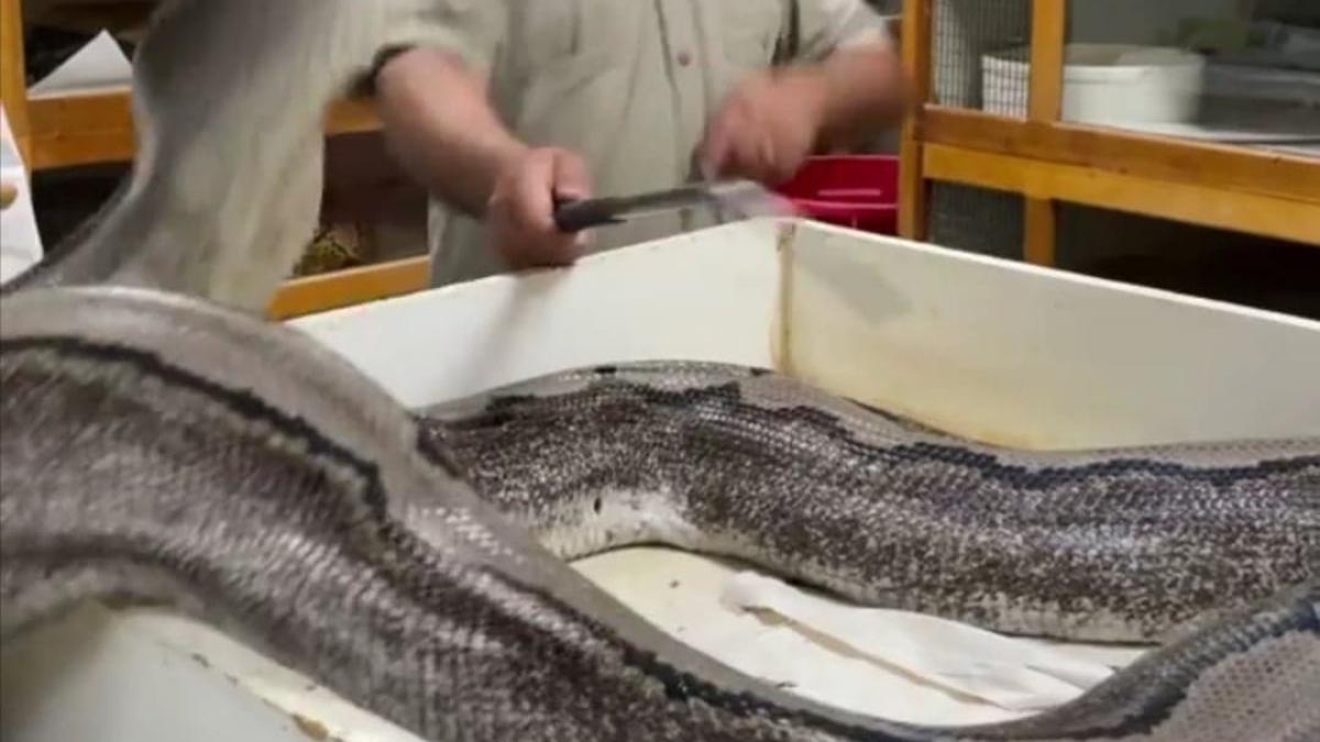 piton-urias-ingrijitor-zoo_38646800