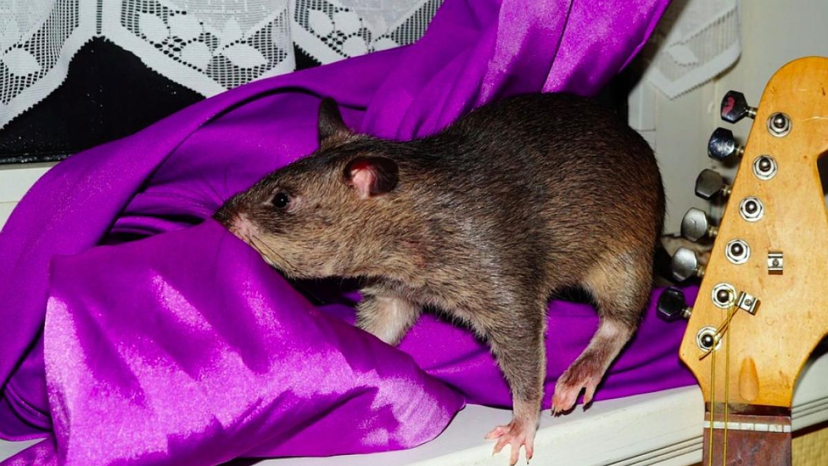 sobolani_uriasi_marea_britanie_03271500