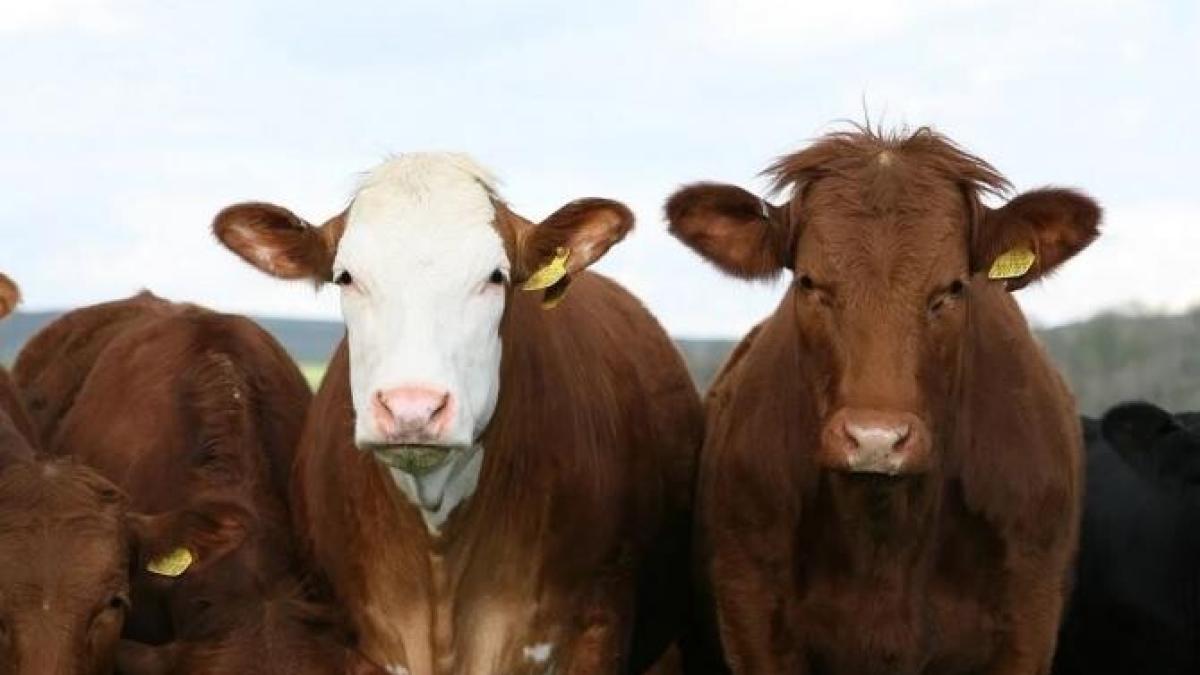 vaci-emisii-gaz_92261200