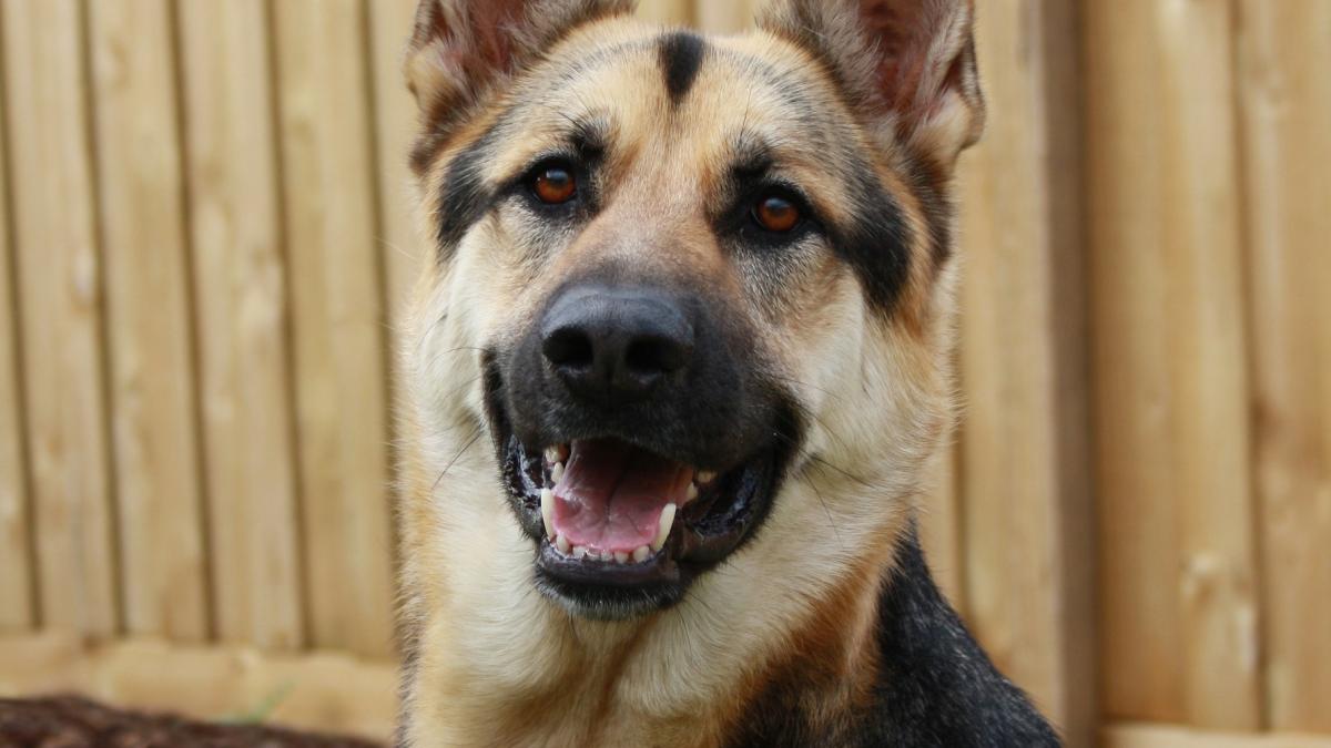 caine-politist-captura-droguri_42145400