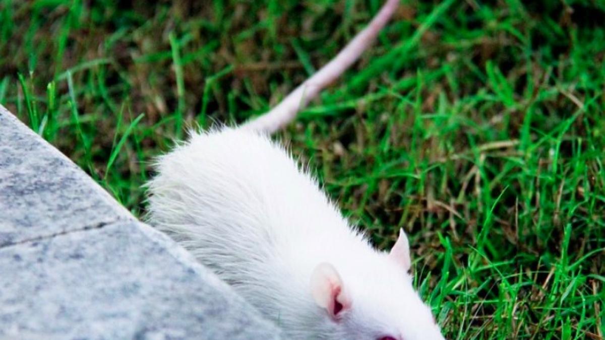 experiment_sobolani_plastic_mamifere-pxb_89736800