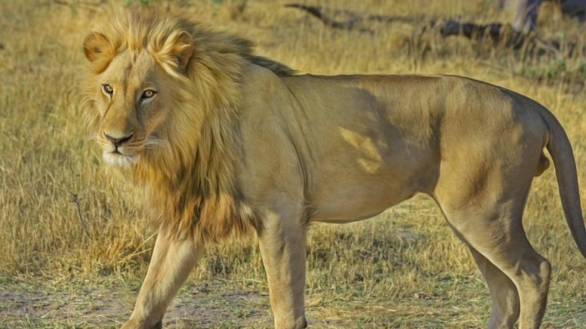 lei_leu_ilustrativ_pxb_africa_uganda_38587700