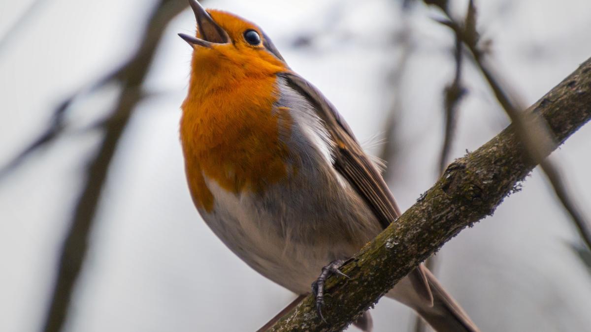 pasare-cantand_21719000