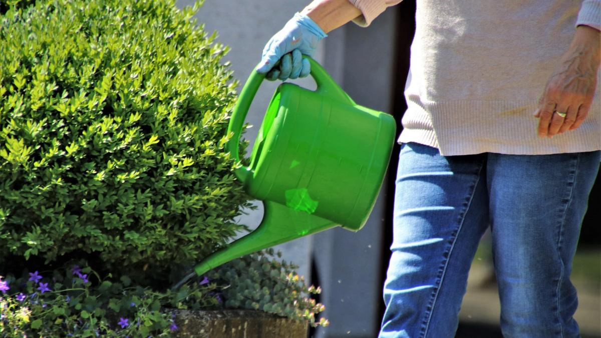 cum-folosesti-apa-de-la-aerul-conditionat-la-flori--vei-fi-multumit_80498800