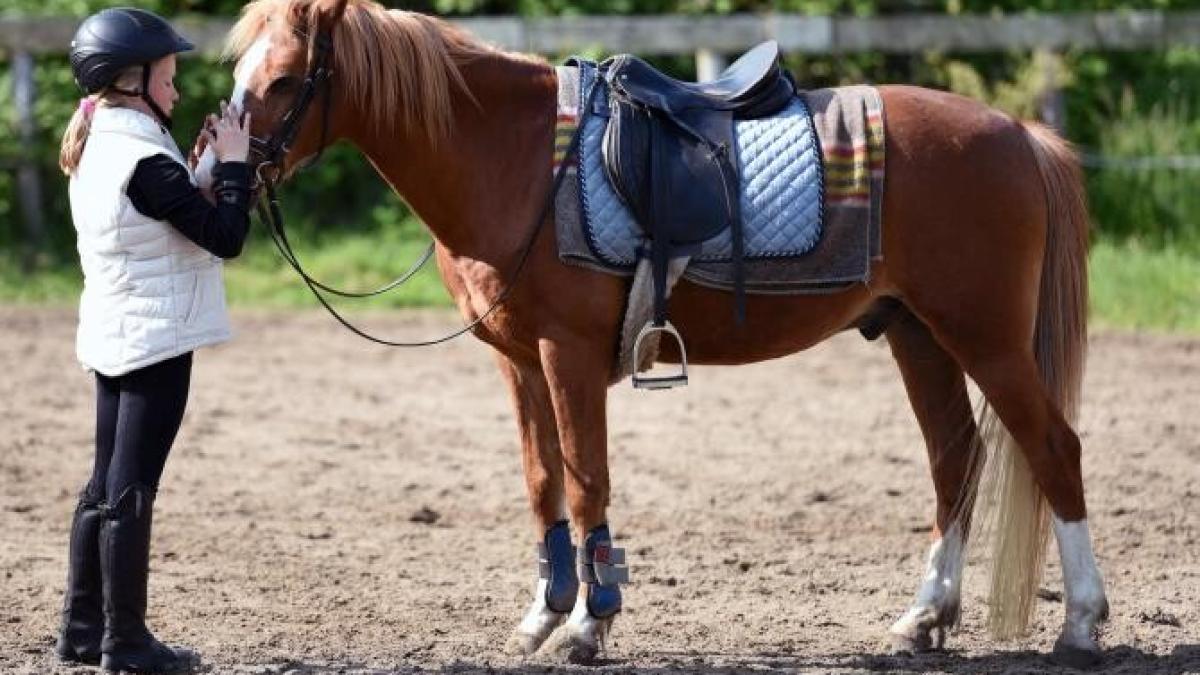 caii-inteleg-mai-bine-daca-li-se-vorbeste-ca-unor-bebelusi_23991000