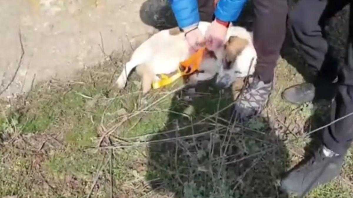 caine-salvat-de-doi-copii_10212700