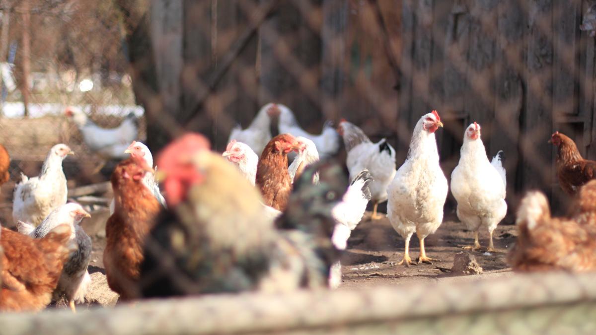 cum-faci-un-cotet-pentru-gaini--tot-ce-trebuie-sa-stii_17038500