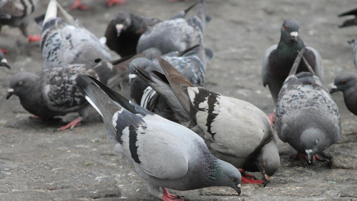 cadavru_gasit_iasi_printre_porumbei_77039100