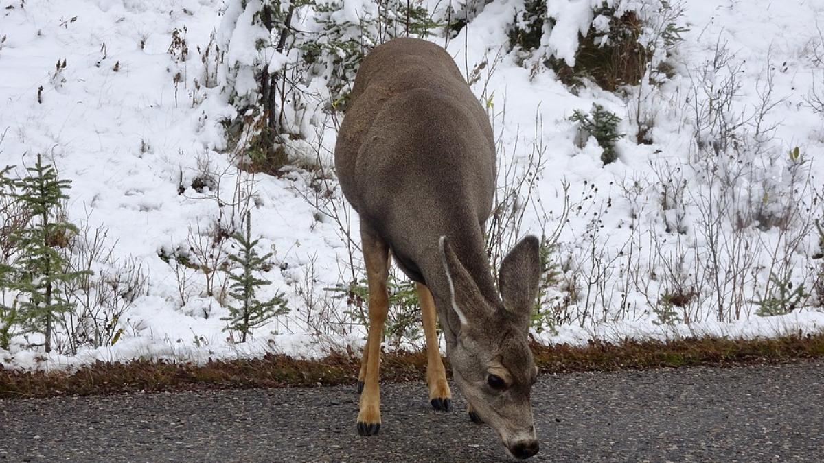 caprioara-sucevean-mort-germania_21328700