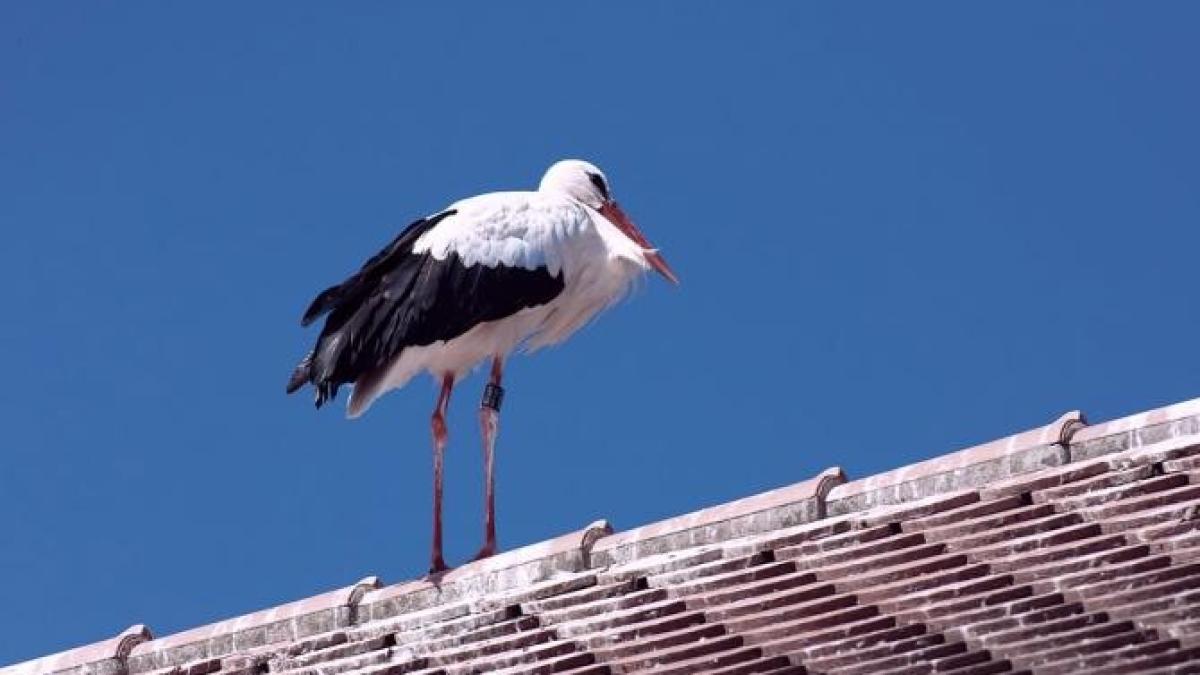au-sosit-vestitorii-primaprc-ccprc-86verii--dar-au-dat-de-zaprc-ccprc-86padaprc-ccprc-86--unde-au-fost-filmate-berzele---video_13032100