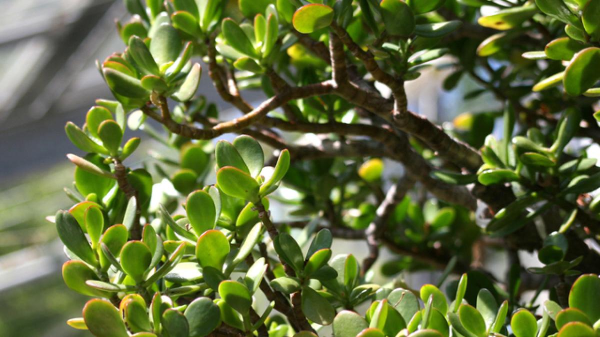 crassula-ovata-arbore-jad-jade-plant-copacul-banilor_06163500