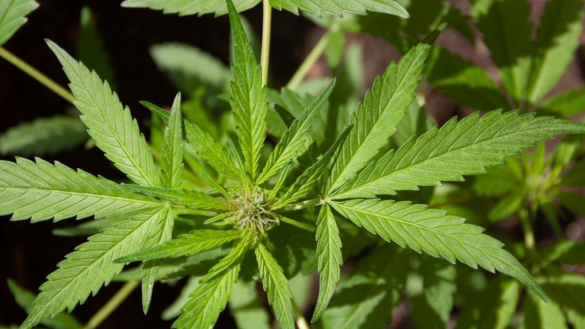 droguri_autocar_spania_79243500