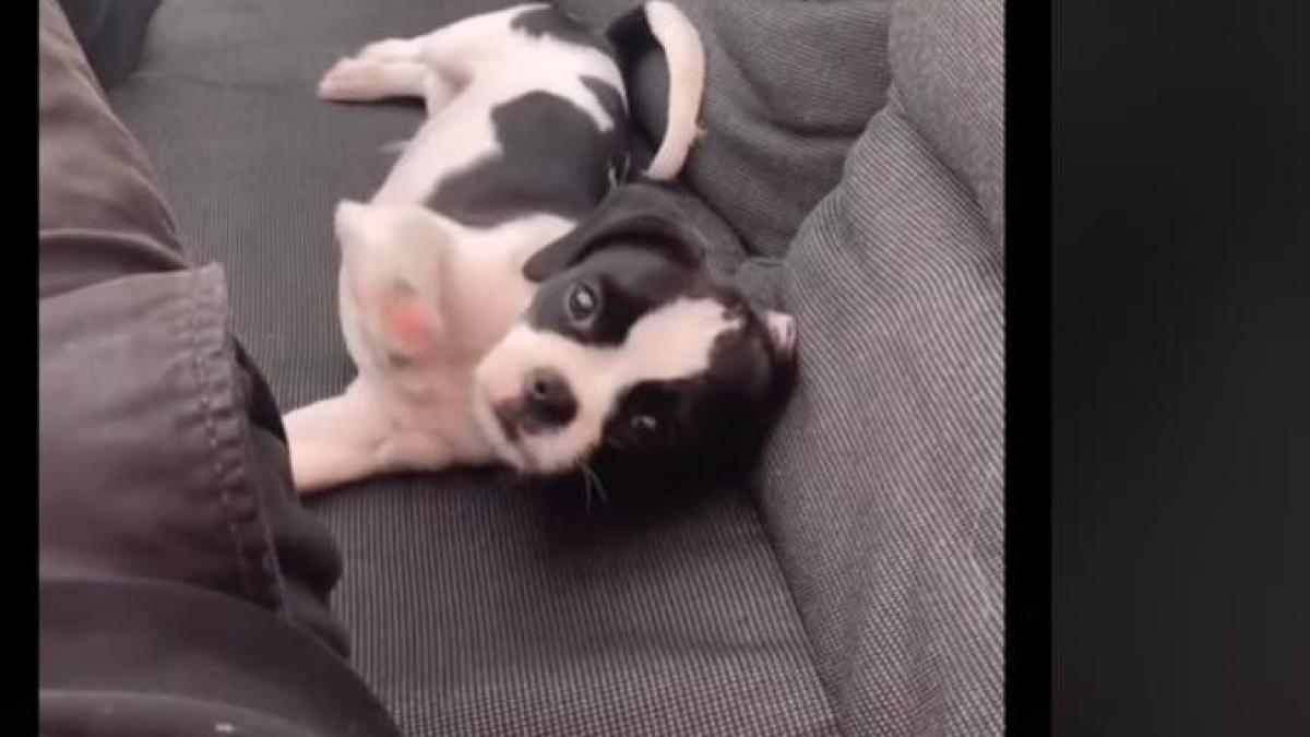 captura-de-ecran-din-2021-03-27-la-21-36-29_98483200