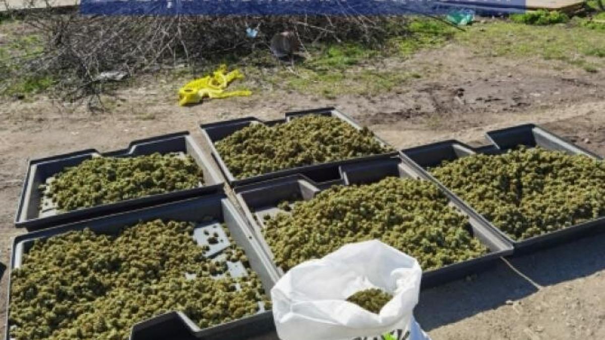 peste-700-de-plante-de-cannabis--gaprc-ccprc-86site-de-politprc-ccprc-a6isprc-ccprc-a6ti-iprc-ccprc-82n-urma-unor-perchezitprc-ccprc-a6ii_01940700